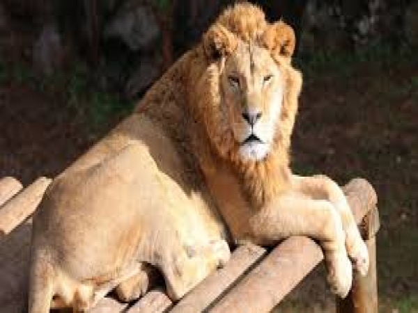 Büyükşehir'den Kafesten Kaçan Aslan İle İlgili Açıklama. 